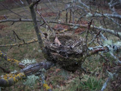 bird nest.JPG