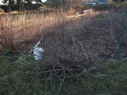 1currant pruning.JPG