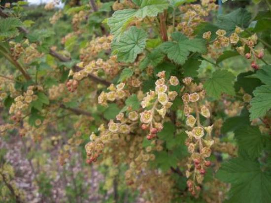 currant flowers_0.JPG