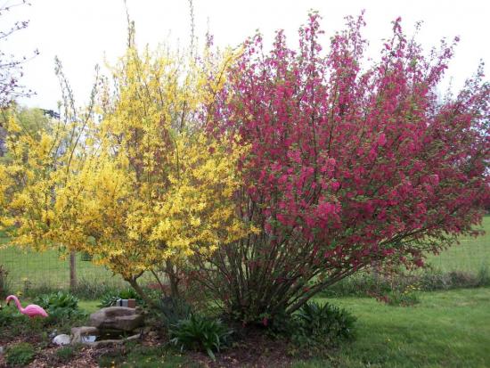 forsythia and red currant.JPG