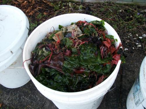 seaweed in pail.JPG